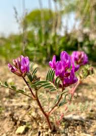 Image result for Astragalus