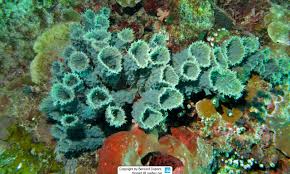 Image result for Cussonia arenicola