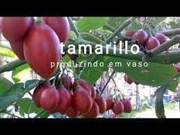 Tamarillo Produzindo No Meu Pomar Em Vaso Youtube Leandro plantas no vaso 5.533 views5 months ago. tamarillo produzindo no meu pomar em