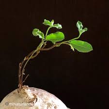 Image result for Raphionacme procumbens