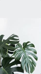 Green Plant Aesthetic Wallpapers On Wallpaperdog Find and download aesthetic wallpaper on hipwallpaper. green plant aesthetic wallpapers on