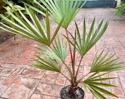 Image result for Latania loddigesii