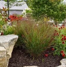 Image result for Panicum aequinerve