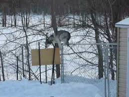 5.only for outdoor use, we do not recommend setting up your dog's play area indoors. Husky Jumping Fence Off 72 Www Usushimd Com