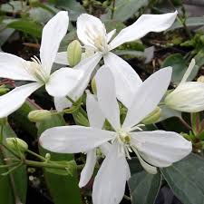 We did not find results for: Clematis Armandii Groenblijvende Vroegbloeiende Klimplant Clematisonline Blog