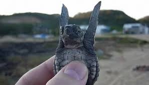 21 Of The Most Adorable Baby Turtles Silly Animals Cute Animals Baby Turtles