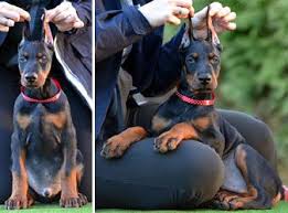 The doberman pinscher was first registered by the akc in 1908 and was grouped as working. Euro Doberman Puppies For Sale Doberman Puppies For Sale Doberman Doberman Puppy