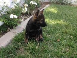 Find german shepherd dog puppies and breeders in your area and helpful german shepherd dog information. Litter Of 6 German Shepherd Dog Puppies For Sale In Escondido Ca Adn 30108 On Puppyfinder Com Gender Ma German Shepherd German Shepherd Puppies Shepherd Dog
