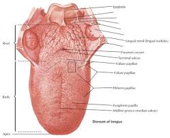 Immediate medical attention is required if you feel you or your child experiences these symptoms. The Wonders Of The Tongue Its Muscles With Motor And Sensory Nerve Innervations Andreas Astier