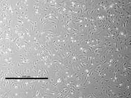 We did not find results for: Basic Pluripotent Stem Cell Culture Protocols Stembook Ncbi Bookshelf