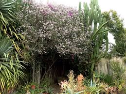 Great savings & free delivery / collection on many items. Pacific Horticulture Society Valuable Garden Plants From Baja California