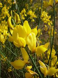 Image result for Aptosimum junceum