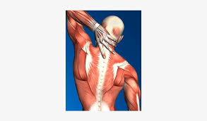 Intermediate back muscles and c. Diagram Of Muscles In Upper Back Muscle Transparent Png 600x400 Free Download On Nicepng