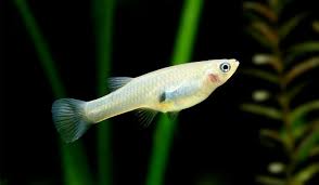 Petco is an excellent choice if you're looking for new pets, since we have locations across the country offering dozens of kinds of colorful live fish. Mosquitofish Care Guide Guppy Aquarium
