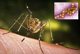 West Nile Virus Infection Symptoms Treatment Prognosis Cause