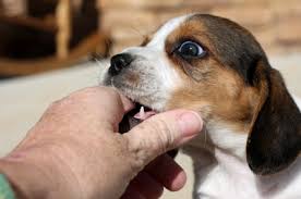 Puppy biting may be cute at the beginning, but as your pup grows, these little nips can turn into painful bites. Should I Yelp To Stop Puppy Biting Thriving Canine