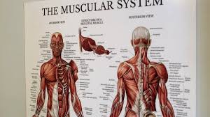 Also known as heart muscle. it is an involuntary striated muscle that is located in the walls and histological foundation of the heart, specifically the myocardium. 1 000 Best Muscle Anatomy Videos 100 Free Download Pexels Stock Videos