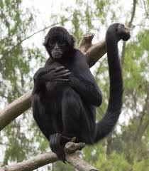 These Animals Are Tragically Near Extinction Spider Monkey Monkey Species Animals