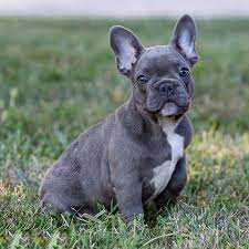 French Bulldog Google Search French Bulldog Breed Bulldog Breeds French Bulldog