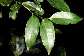 Image result for Drypetes gerrardii