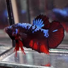 Newest Species Live Betta Fish Fancy Black Koi Blue Star Halfmoon Plakat 138