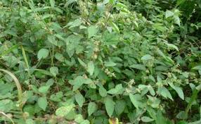 Image result for Triumfetta tomentosa