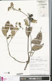 Image result for Parinari capensis