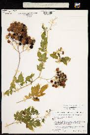 Image result for Solanum schumannianum