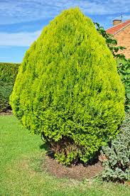 Image result for Vismia orientalis