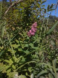 Image result for Spiraea douglasii