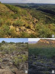 Image result for Crotalaria phylicoides