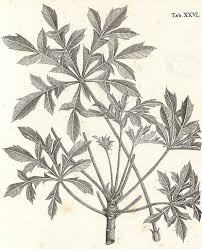 Image result for Cussonia corbisieri