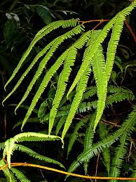 Image result for Sticherus