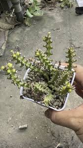 Image result for Euphorbia fanshawei