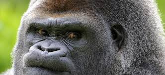 À raison de 10 000 visiteurs par jour Zoo De Beauval Les Gorilles Chauffes Grace Au Fumier Methanisation