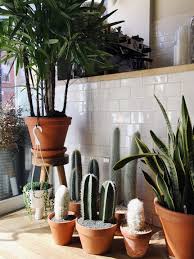 Caring For Indoor Plants In Low Light Conditions Architectural Digest