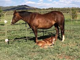 Breeding mares with artificial insemination (AI). What you need to know. –  Horse Side Vet Guide