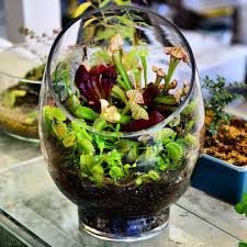 Create A Fascinating Carnivorous Terrarium Container Water Gardens Terrarium Plants Carnivorous Plants Terrarium Carnivorous Plants