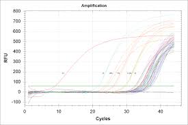 Curvas De Amplificacion Del Promotor 35s Mediante Pcr En Tiempo Real Download Scientific Diagram