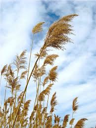 Image result for Phragmites australis