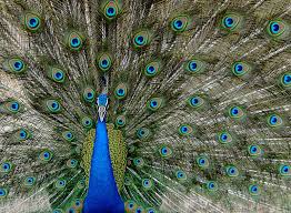 Check spelling or type a new query. Ranthambhore The Real Life Jungle Book Craig Jones Wildlife Photographer