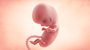 Until the end of the period, it increases by 500 times compared to its original size. Your Guide To Being 9 Weeks Pregnant Enfamil Canada