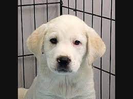 Fire crews brought a townhouse fire under control yesterday afternoon in herndon, according to the fairfax county fire and rescue department. Herndon Pets Who Need A Home Meet Kindly Kenzo Reliable Raz Breezy Billie Jean More Herndon Va Patch
