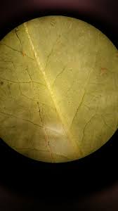 Image result for Coleus lasianthus