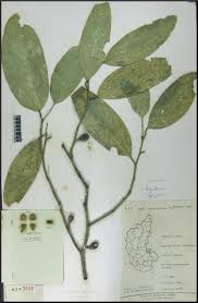 Image result for Strombosia