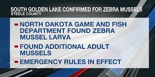 Zebra mussels found in South Golden Lake