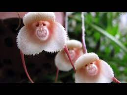 40 weird pictures of trees eating things people left behind. Top 10 Flowers That Look Like Animals Youtube