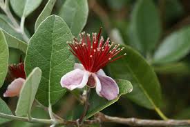 Acca Sellowiana Botanical Gardens Botanical Flowers