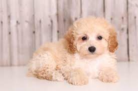 Maybe you would like to learn more about one of these? Pooton Puppies For Sale Near Me Off 78 Www Usushimd Com
