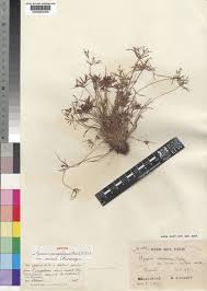 Image result for Pycreus macrostachyus